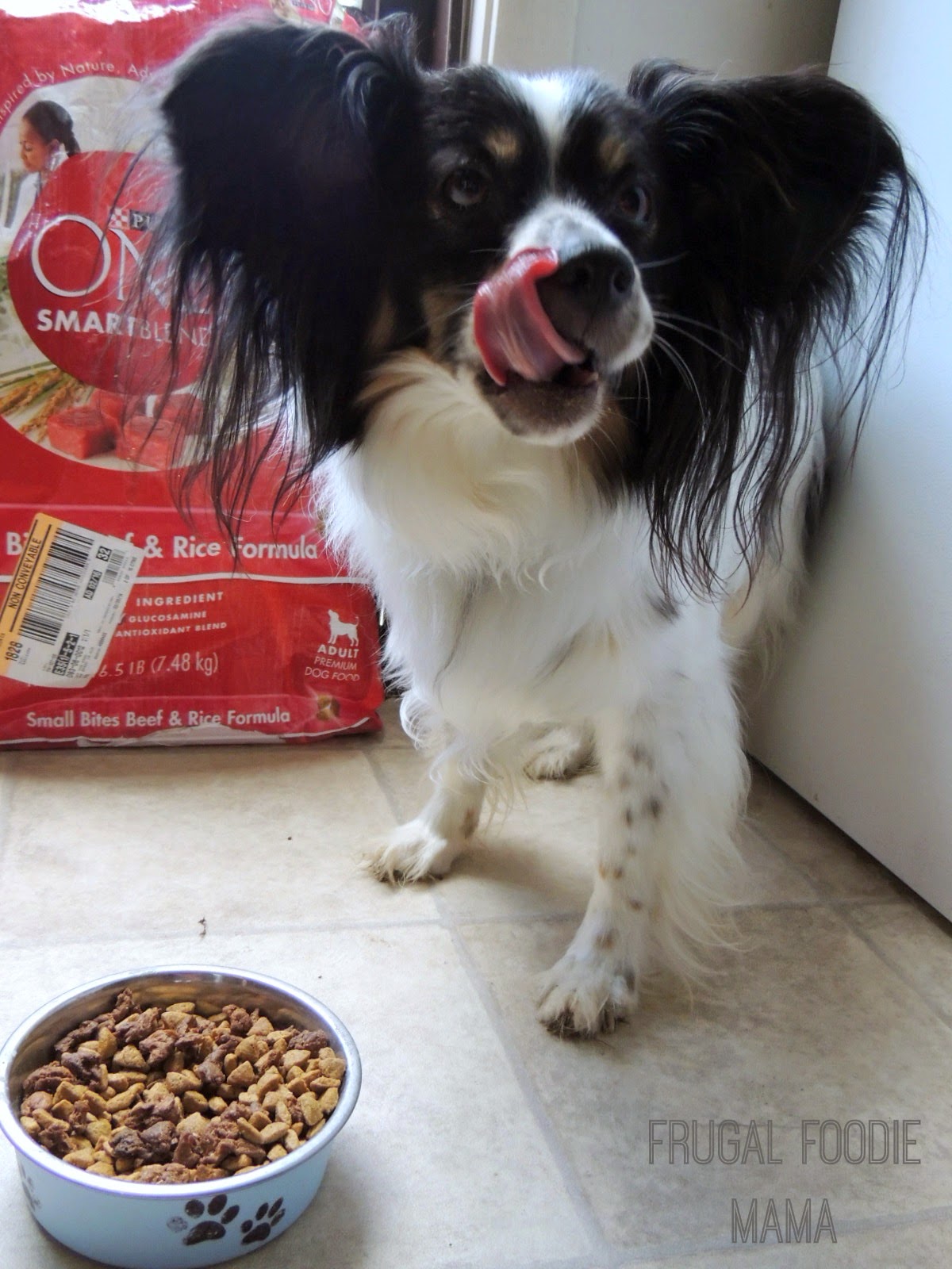 Let me introduce you to Charlie and the Purina One 28 Day Challenge via thefrugalfoodiemama.com #ONEDifference #PMedia #ad