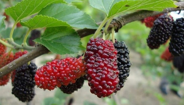 300+ Gambar Buah Buahan Yang Unik HD 300+ Gambar Buah Buahan Yang Unik HD
