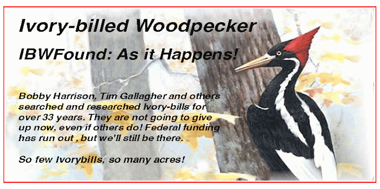 Ivory-billed Woodpecker -  IBWFound: As it Happens!