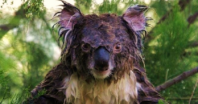 wade koala bear