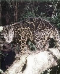 5-Mitos-hutan-di-kalimantan-yang-belum-pernah-terpecahkan_482.jpg yang-belum-pernah-terpecahkan_482.jpg