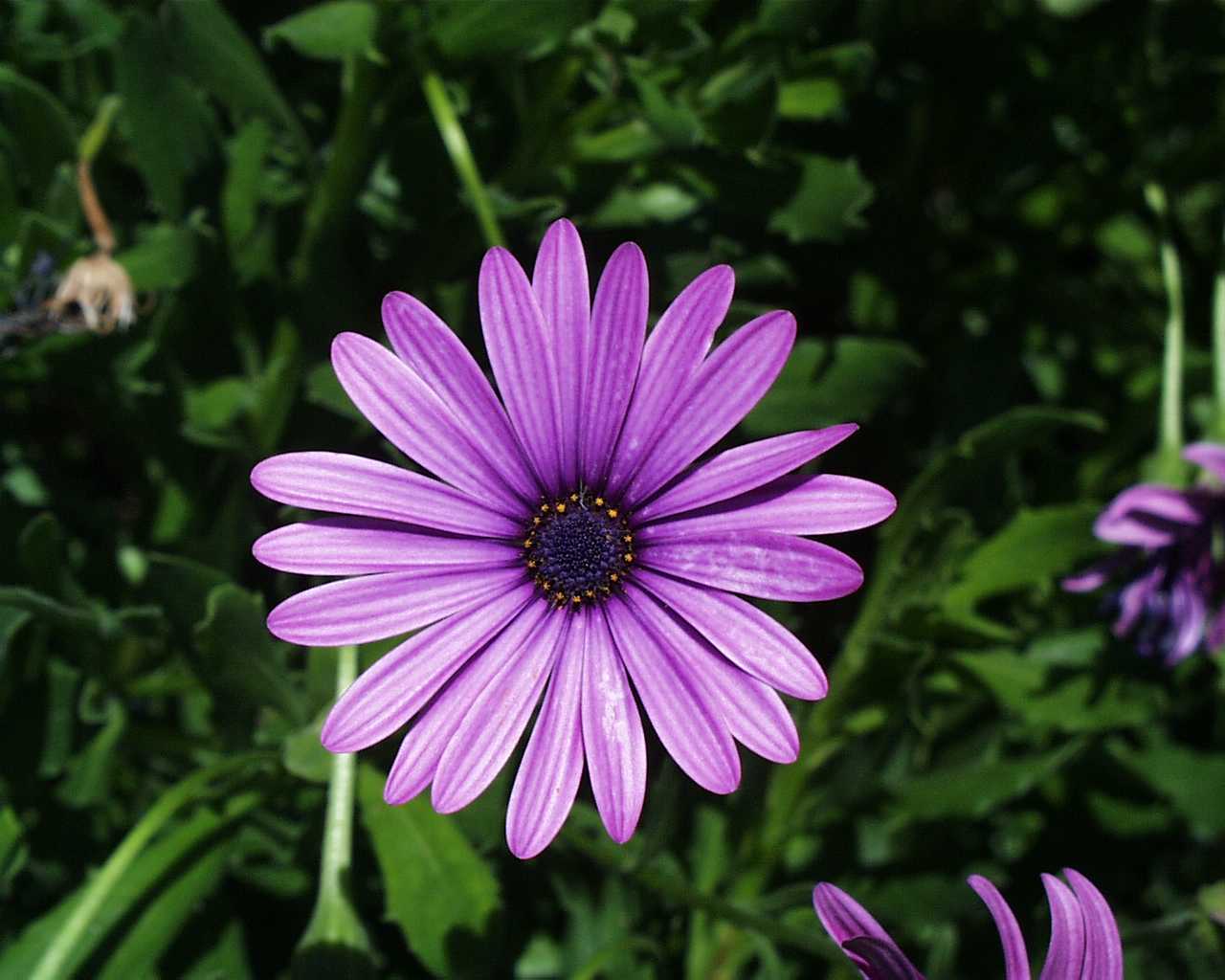 Moons Flower: Daisy Flower Moons Flower: Daisy Flower