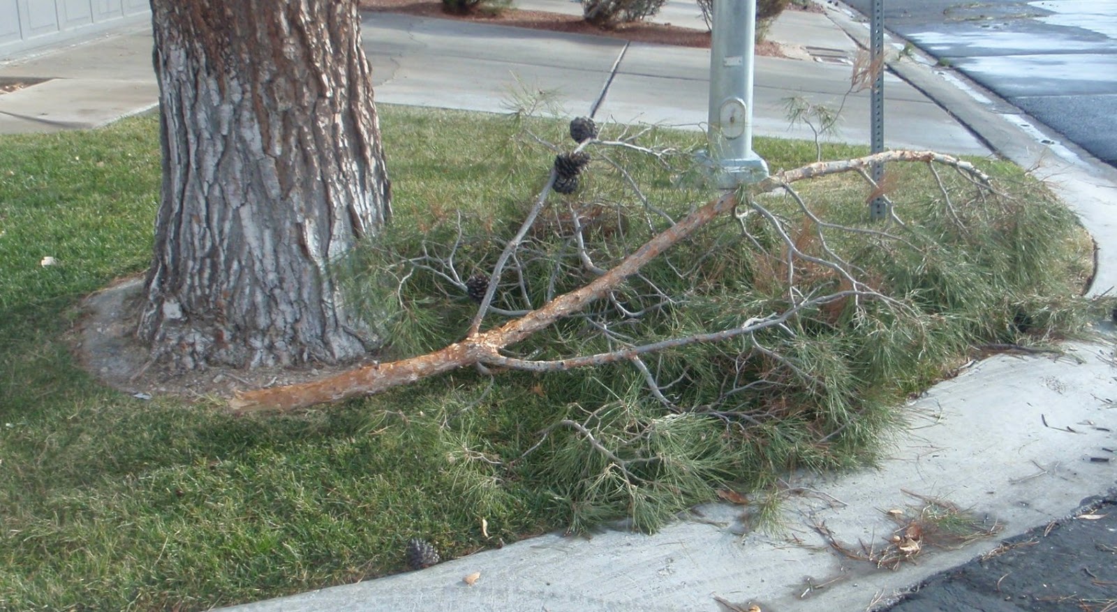 Xtremehorticulture of the Desert African Sumac Limbs Splitting
