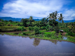 Natural Scenery Of Watering And Muddy Rice Field On A Sunny Day In Agricultural Area At Ringdikit Village, North Bali, Indonesia