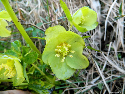 Ελλέβορος ο κυκλόφυλλος-Helleboros cyclophyllos