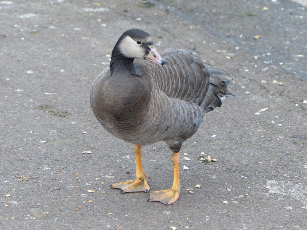 Kensington Gardens and Hyde Park birds
