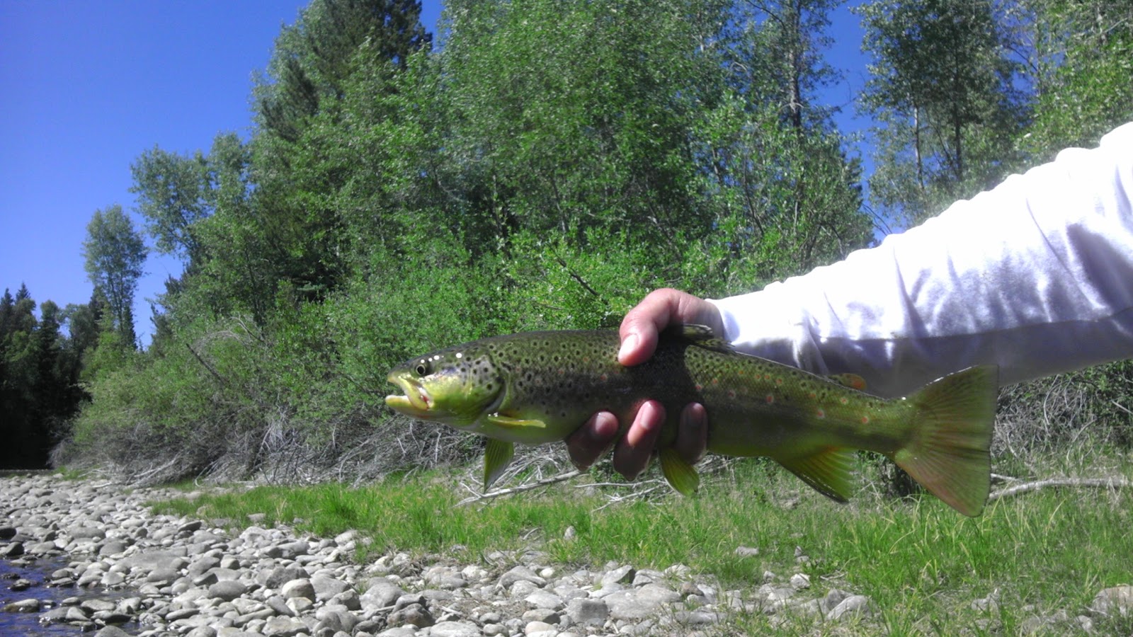 Colorado Fly Fishing 06/21/12 Blue River North of Silverthorne