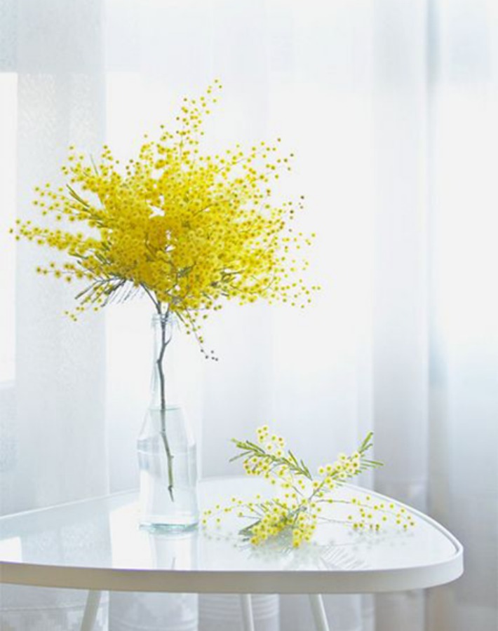 Ilumina tu casa con mimosas