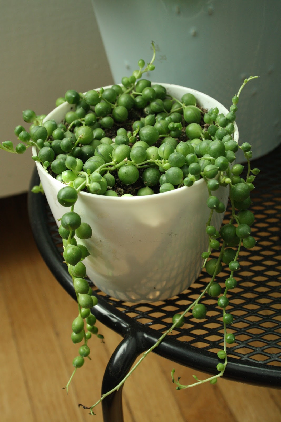 How to Grow and Care for String of Pearls Plant