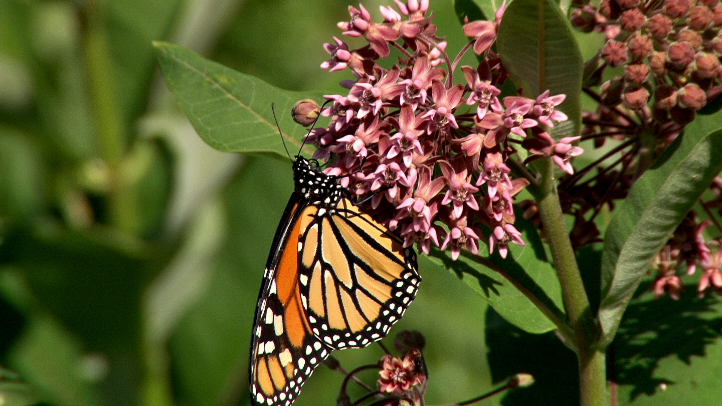 Tales From The Wilds Incredible Edible Milkweed