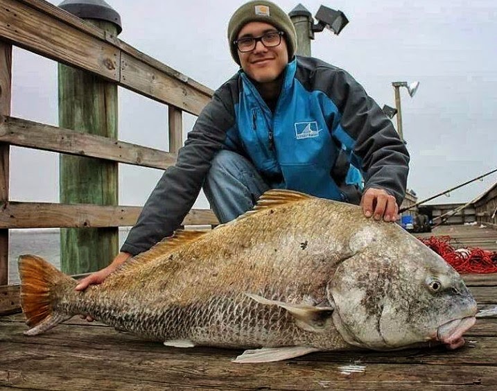 Big Fishes of the World DRUM BLACK (Pogonias cromis)