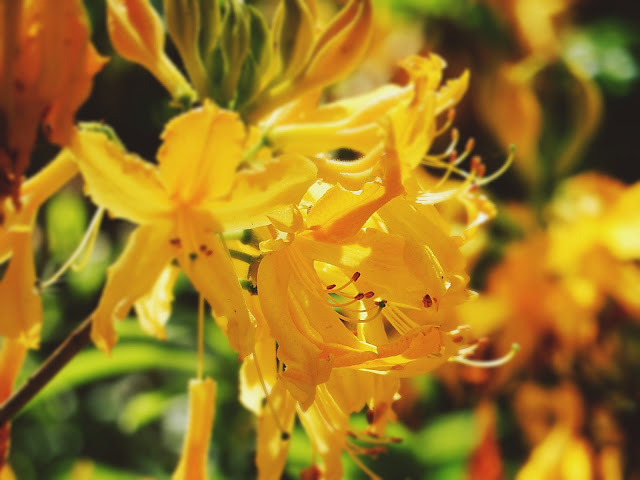 Haagan upea Alppiruusupuisto