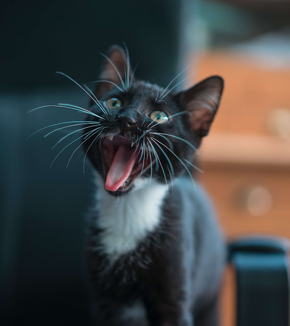 animal pictures animal pictures