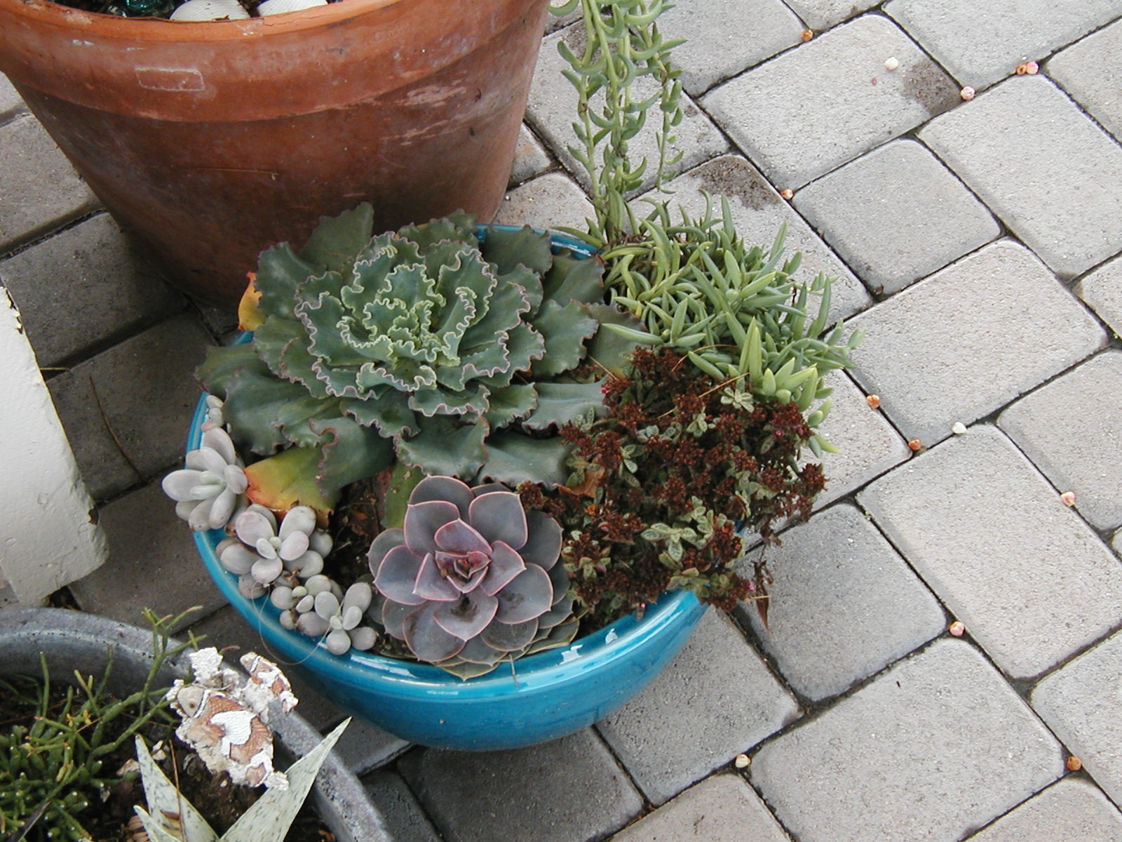 Late to the Garden Party: My Developing Relationship with Succulents