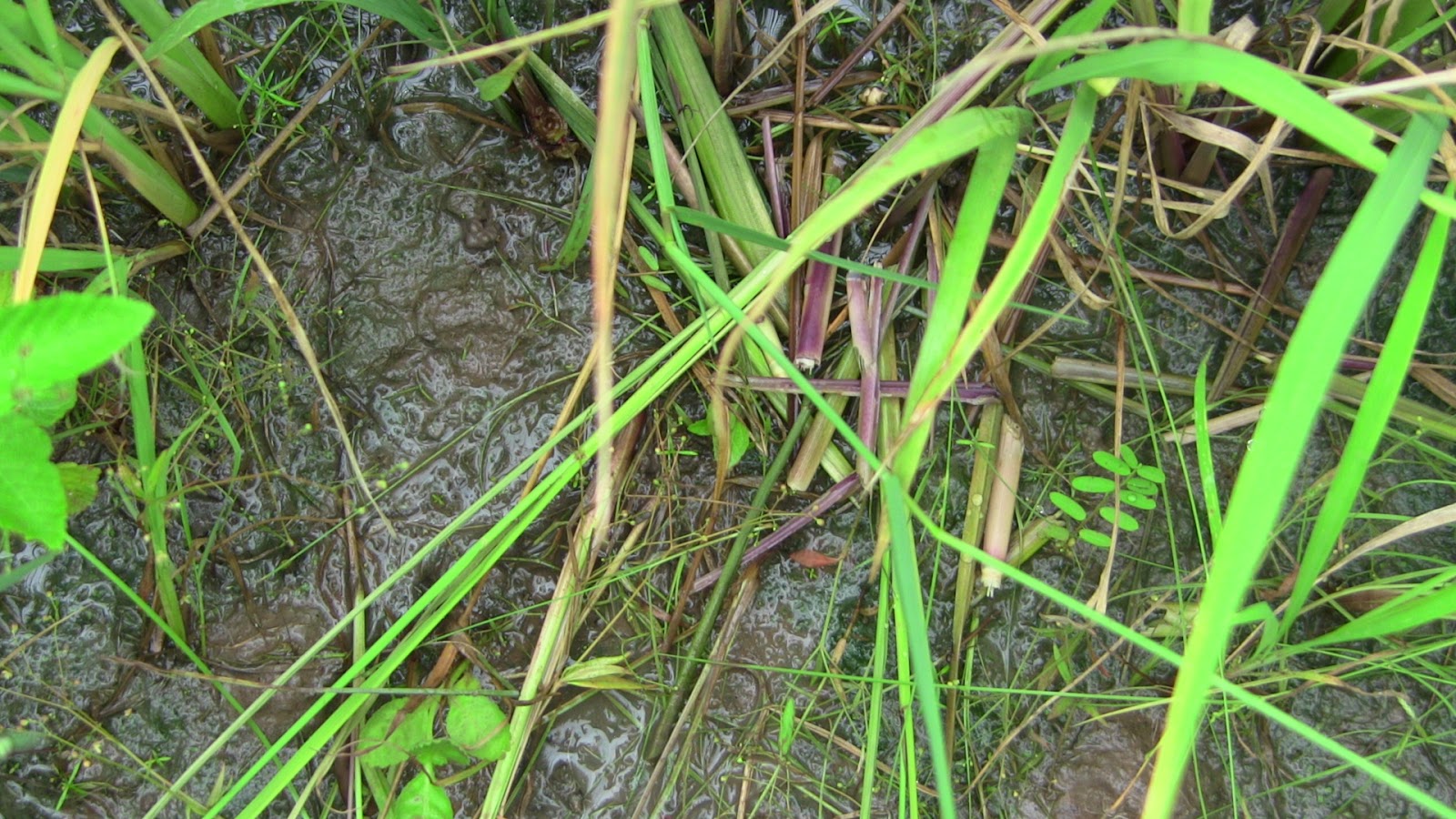 \u0e02\u0e49\u0e32\u0e27\u0e42\u0e23\u0e07\u0e40\u0e23\u0e35\u0e22\u0e19\u0e19\u0e2d\u0e01\u0e01\u0e30\u0e25\u0e32: \u0e02\u0e49\u0e32\u0e27\u0e19\u0e32\u0e40\u0e0a\u0e48\u0e32\u0e2d\u0e32\u0e22\u0e38 9 \u0e2a\u0e31\u0e1b\u0e14\u0e32\u0e2b\u0e4c