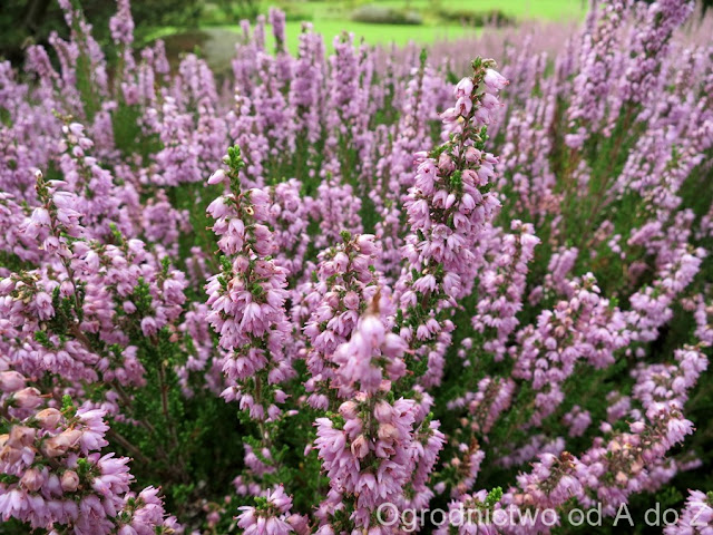 Wrzos Calluna