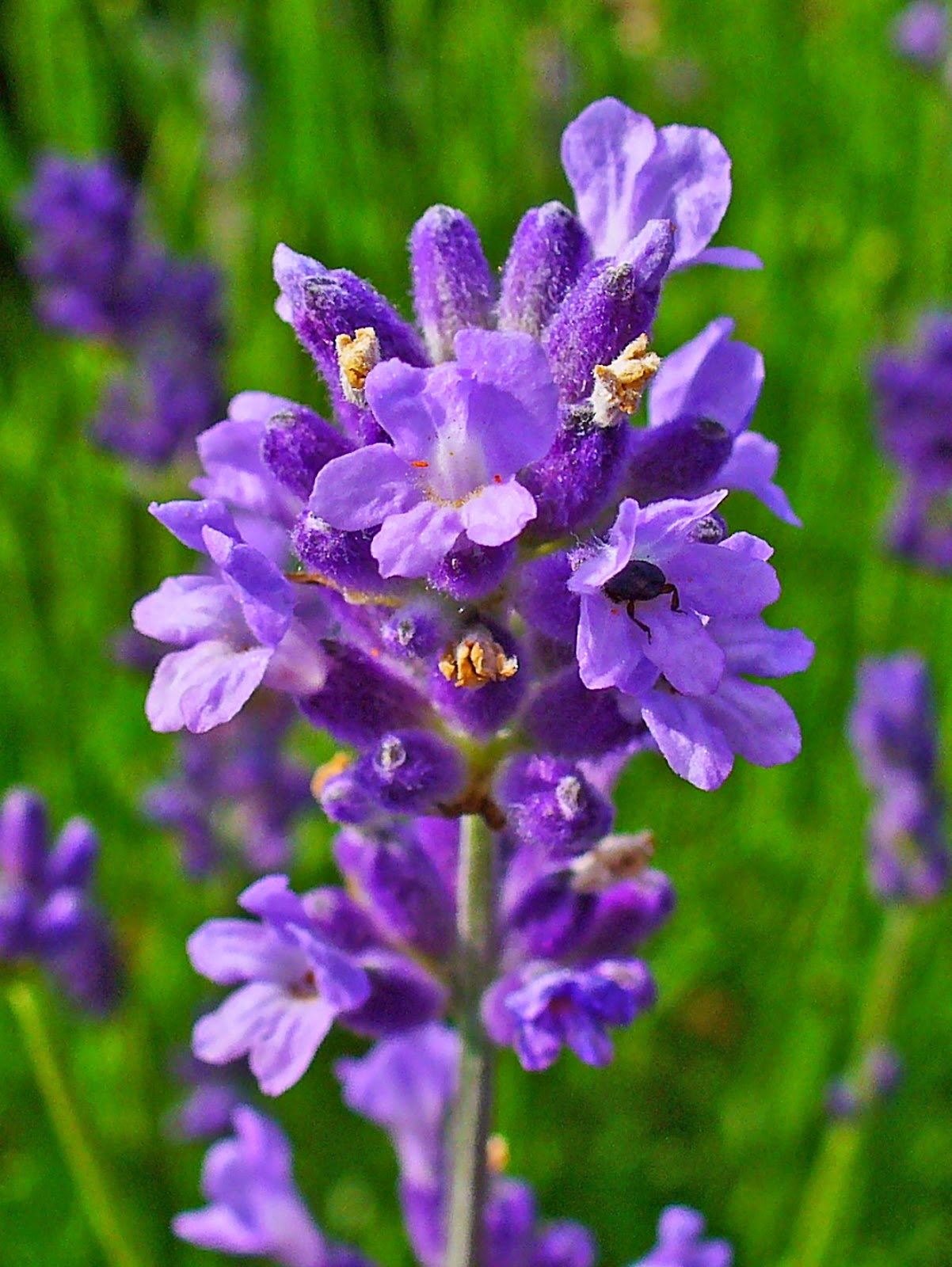 Khasiat dan Manfaat Bunga  Lavender  Lavandula afficinalis 