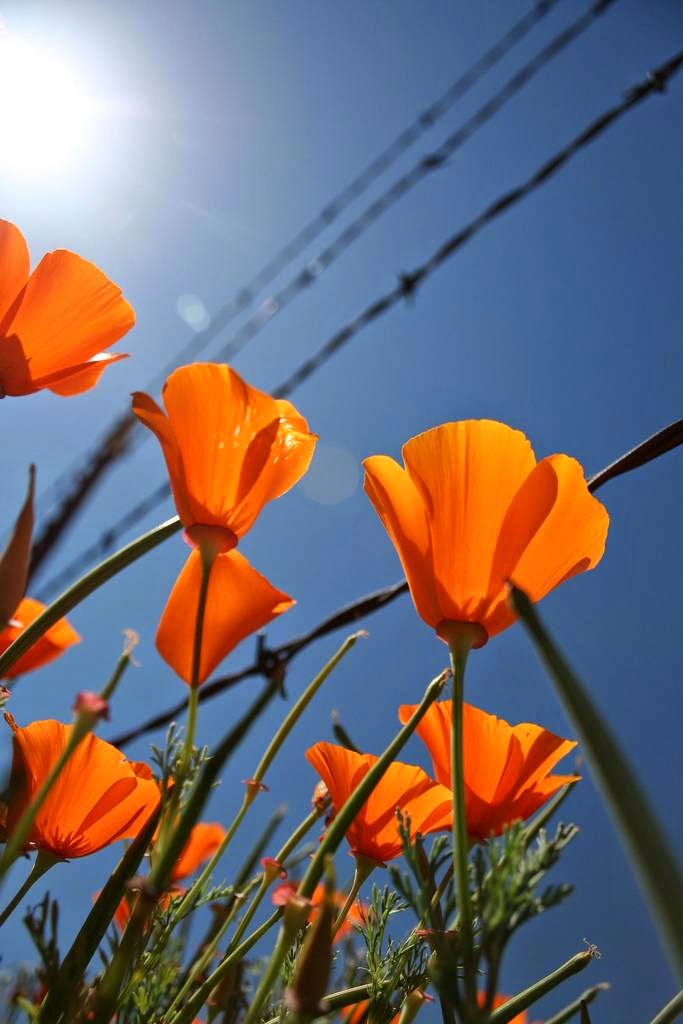 The California Poppy Reserve: A Sea of Orange Happiness ~ Kuriositas