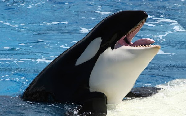 Orca imita el lenguaje humano y aprendió a decir “hello” y “adios”