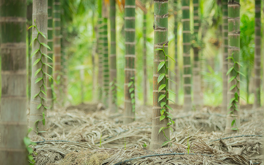 Expovan Indian Vanilla Initiative Vanilla Cultivation in India