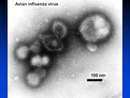 Virus (100 nanometros)