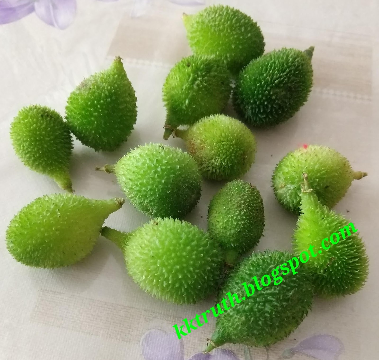 Thoughts unlimited मन की उड़ान ! Khaksa, Khaksi, Konkari The