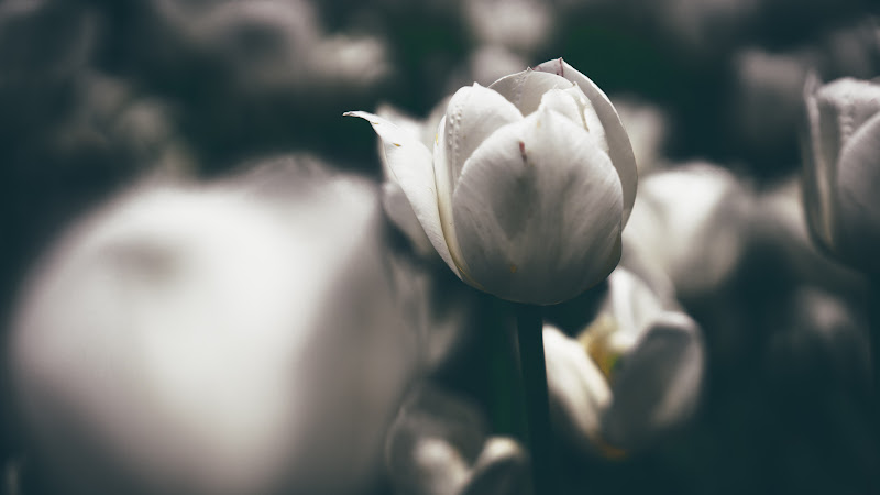 White Tulips
