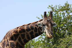 snacking on an acacia tree