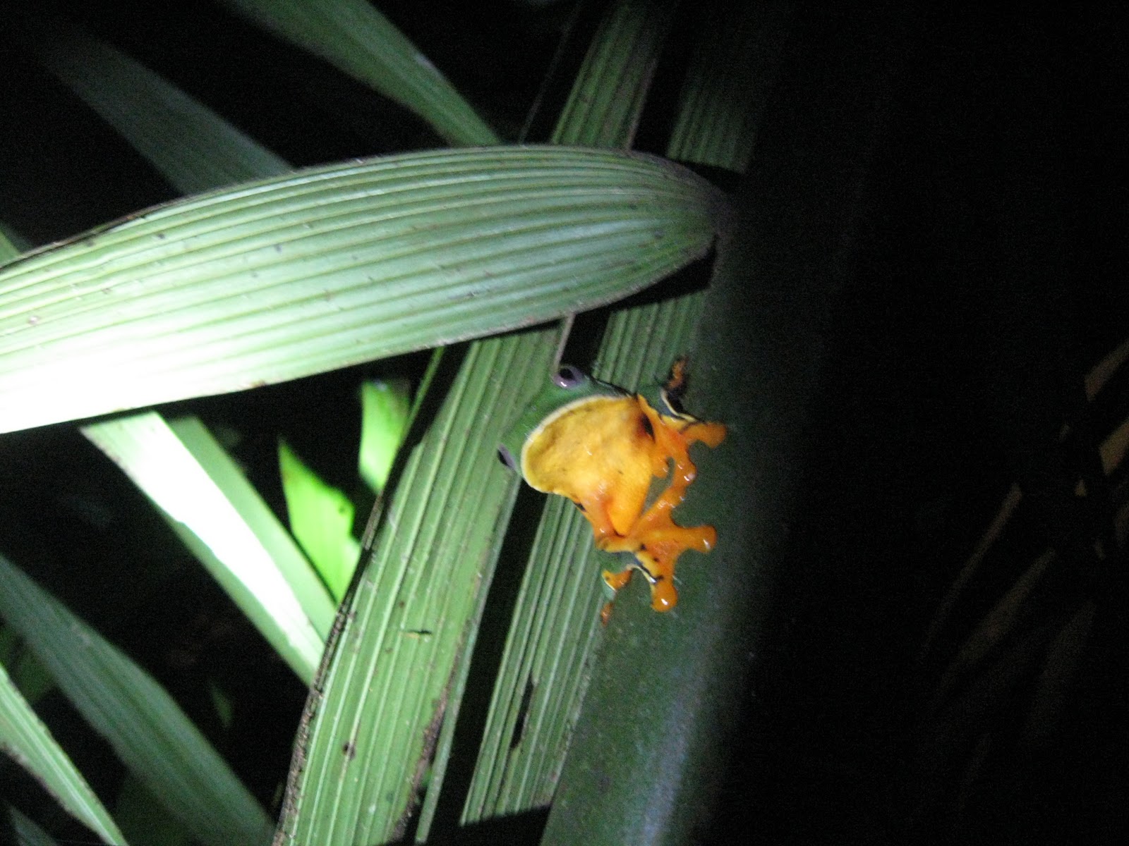 Normal Biology: Exploration at La Selva Biological Station