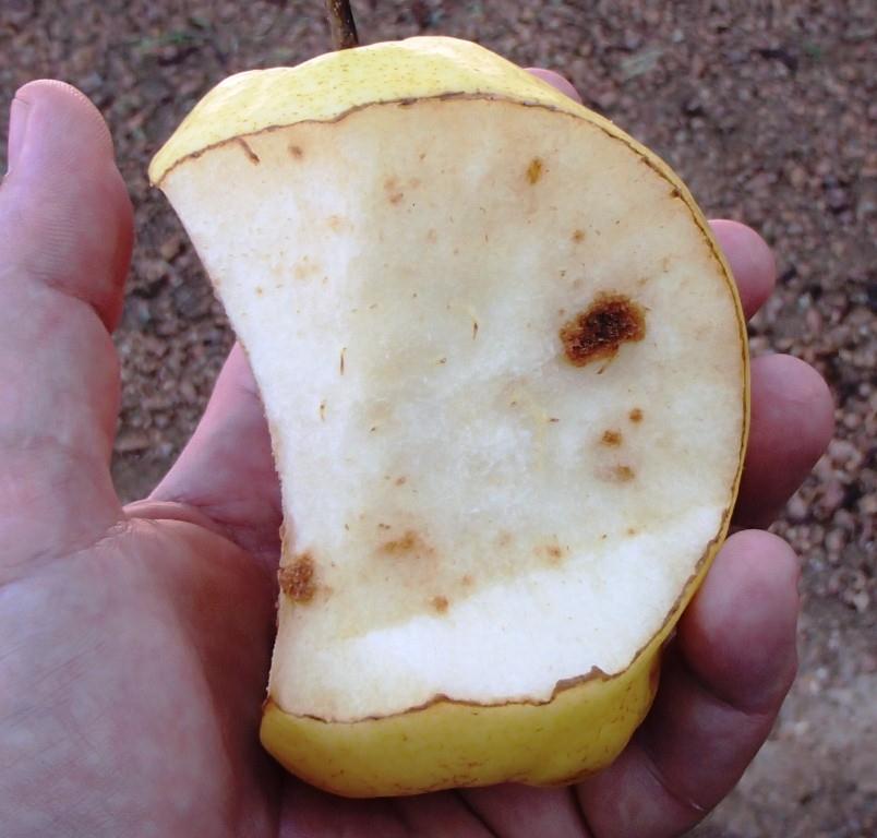 Xtremehorticulture of the Desert: Are Pears with Corky Spot Edible?