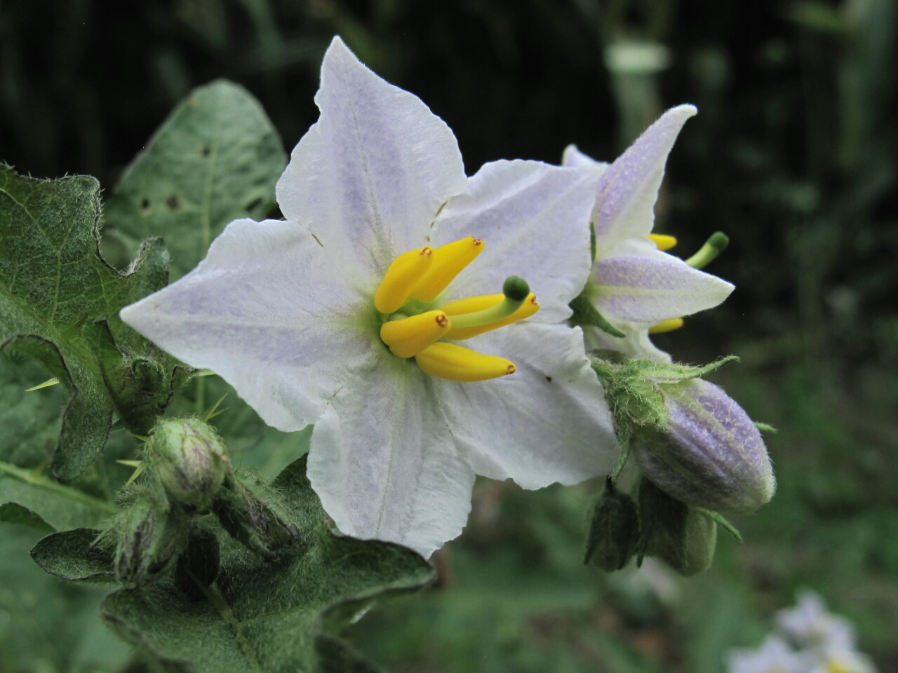 The Joyce Road Neighborhood Wildflower Horse Nettle