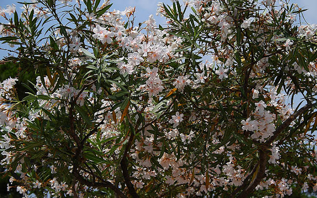 White oleander tree crown