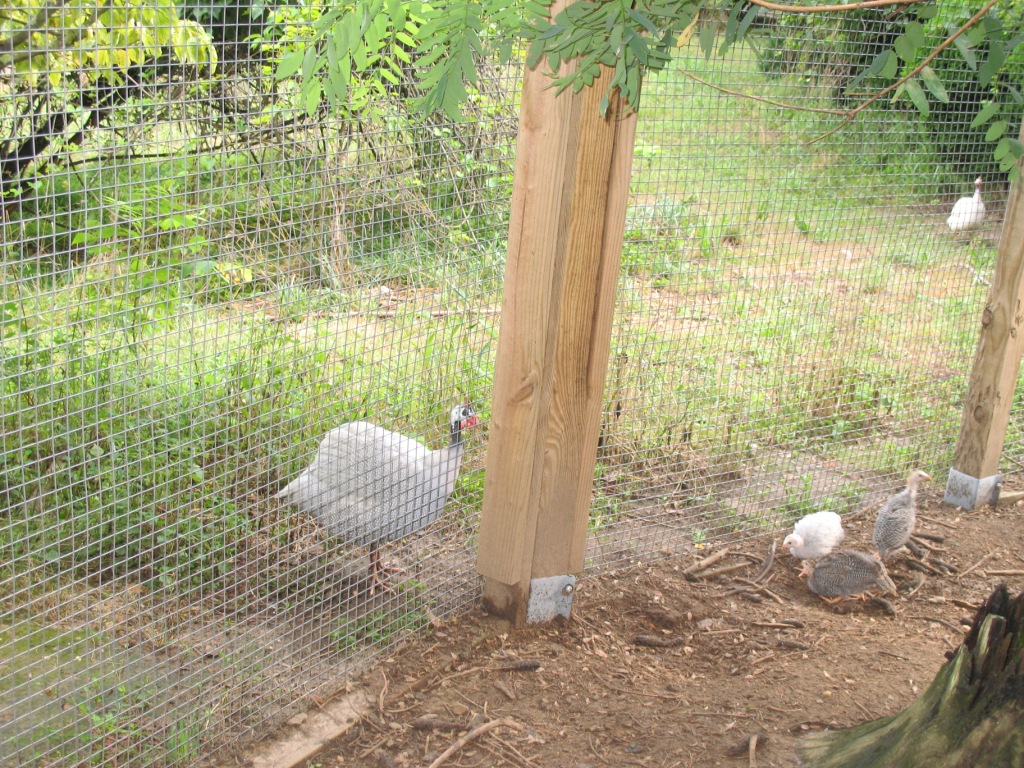 Razzberry Corner Guinea keets first day outside the story in pictures