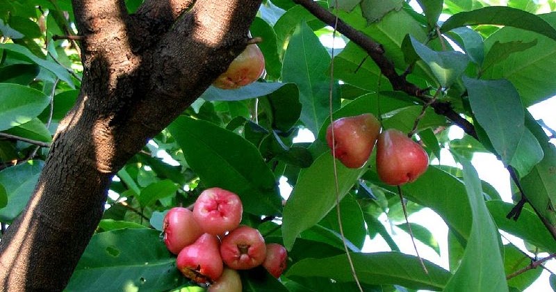 A Bounty from Your Backyard: Exploring the Wonders of Native Fruit Bearing Trees