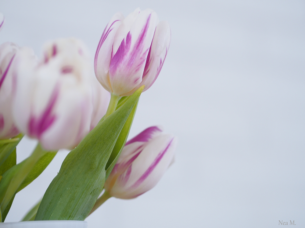 photography,macro,olympus pen