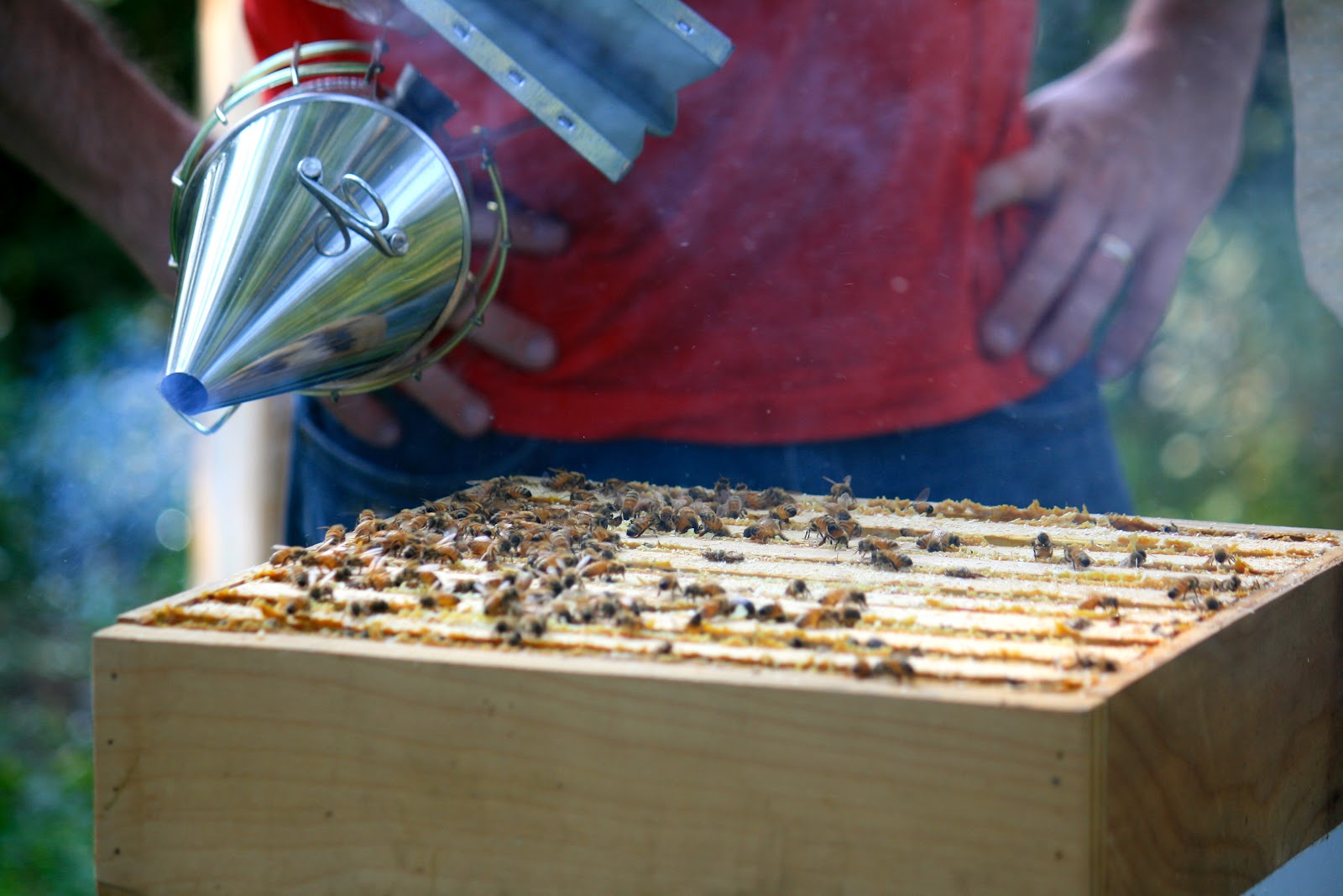 Tilting At Windmills Harvesting Honey Part One
