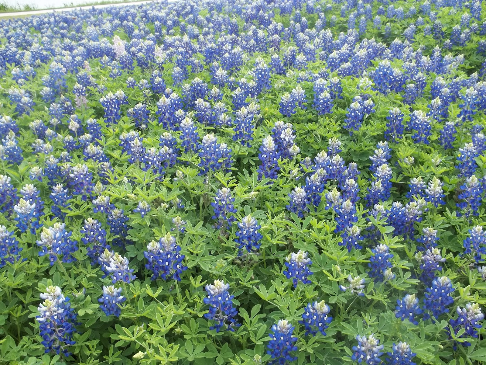 Mappings for This Morning: bluebonnets
