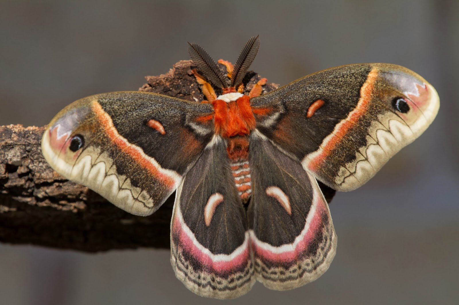 В крыму обитает самая крупная бабочка европы. Бабочка Сатурния Павлиноглазка. Бабочка Павлиноглазка цекропия. Сатурния цекропия бабочка. Мотылёк Павлиноглазка цекропия.