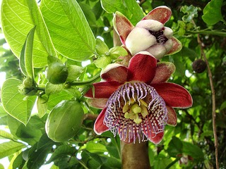 Passiflora caerulea- Blue passion flower is better known for its beautiful flower than the egg-shaped orange-red fruits.