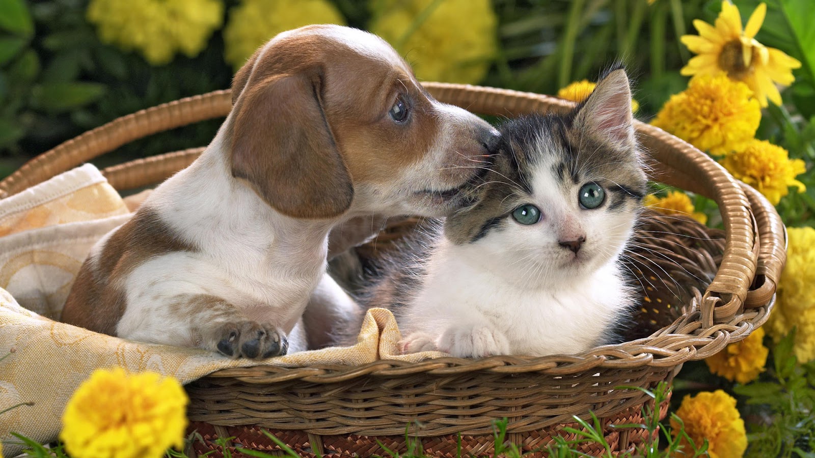 Fond décran gratuit chat