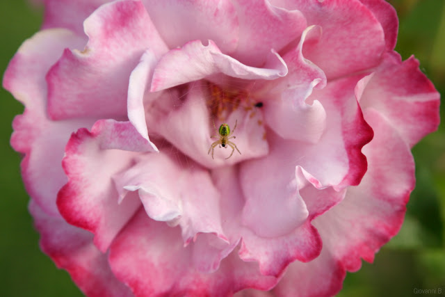 Una rosa petalosa