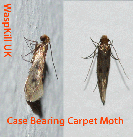 What Do Carpet Moths Look Like?