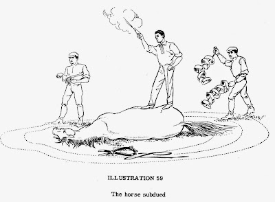 Image result for throwing horse training