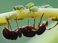 Ant Images