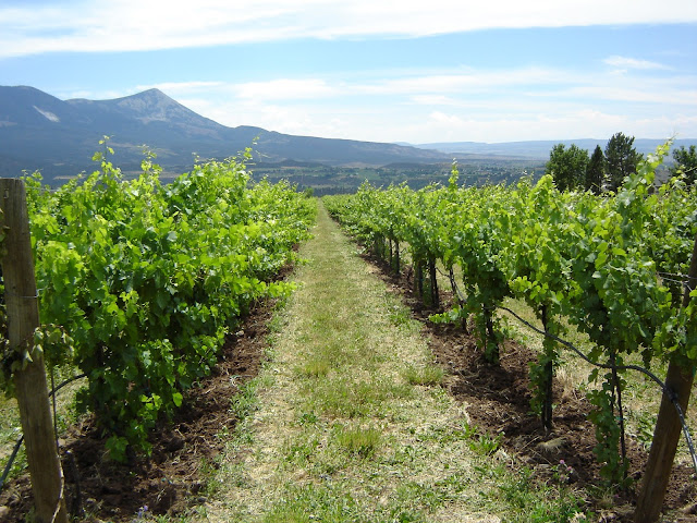 Vineyards 