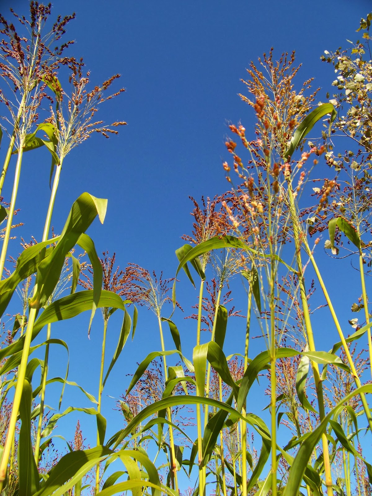 Iron Oak Farm Harvesting Broom Corn