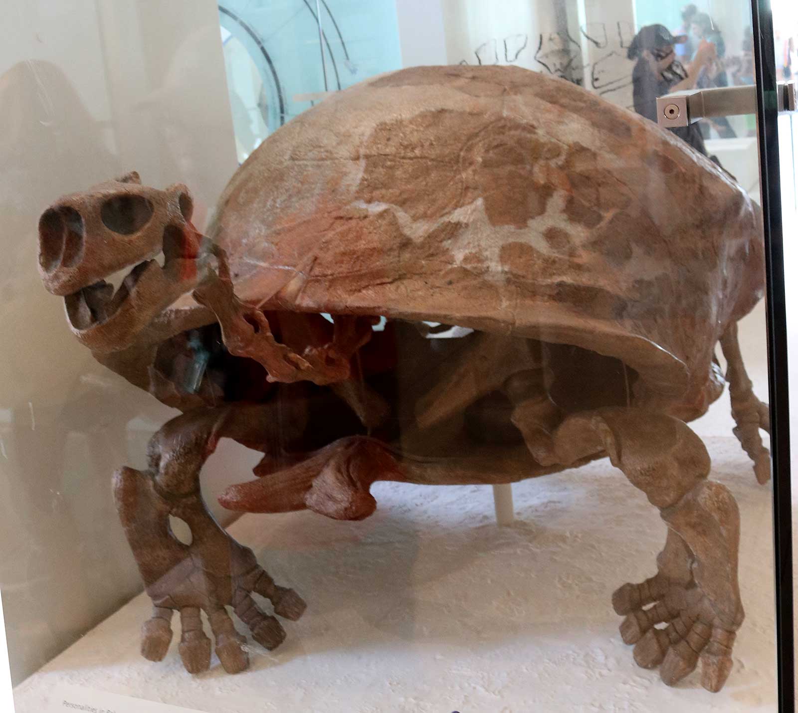 Louisville Fossils and Beyond Geochelone atlas Tortoise Fossil