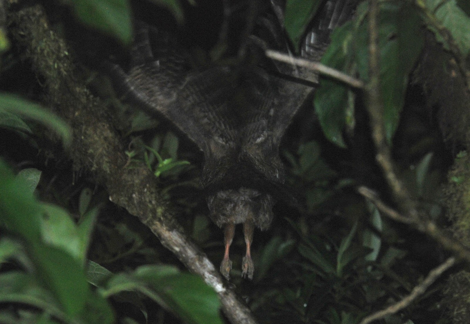 Jan Axel's Blog: Birding the Tabasará range. Part I