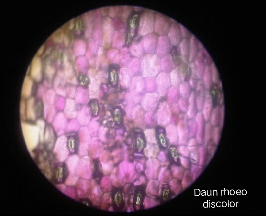 43 Gambar Sel Daun Mangga - Referensi Gambar