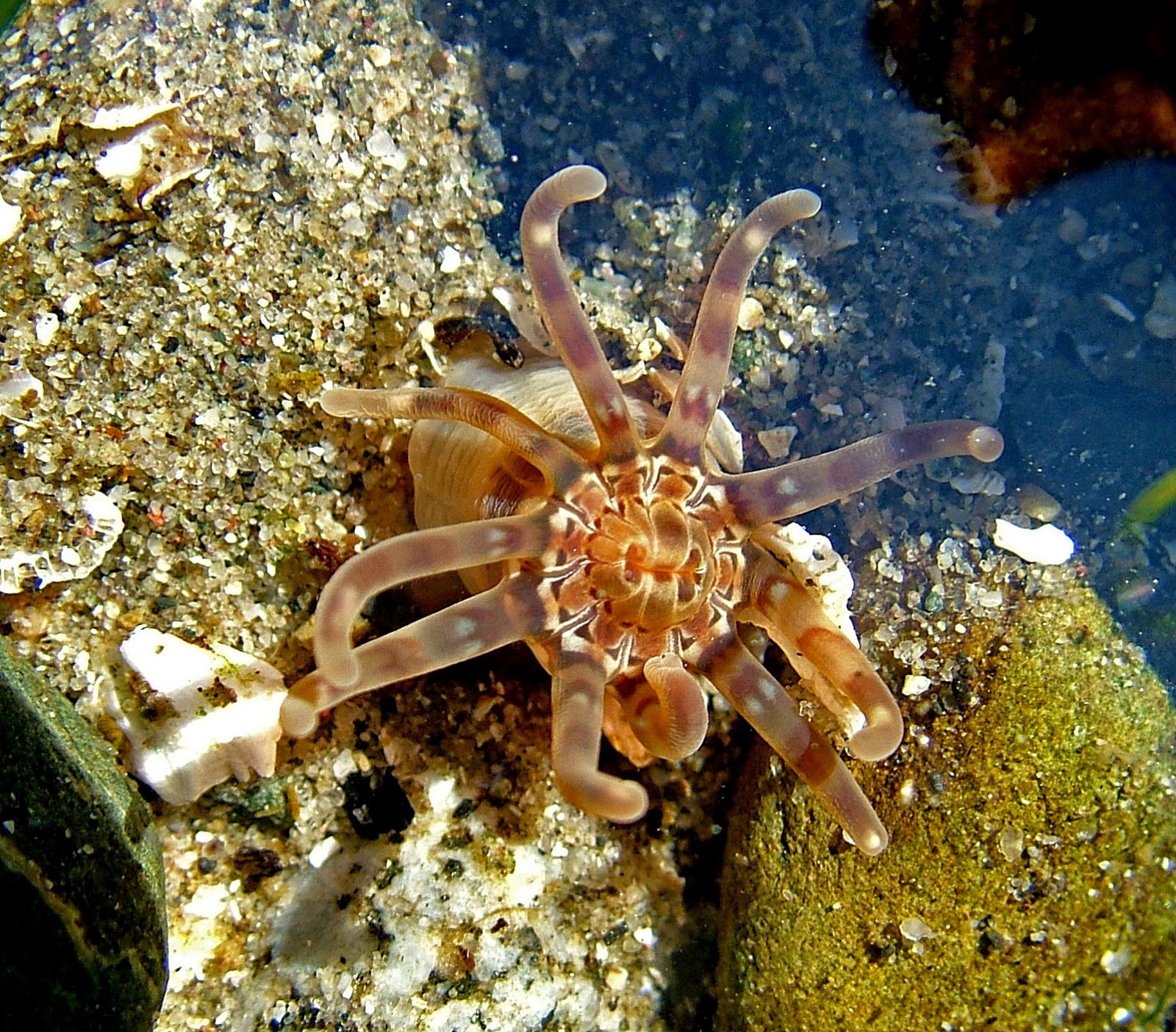 Buzz's Marine Life of Puget Sound: RANDOM COLLECTION OF PUGET SOUND